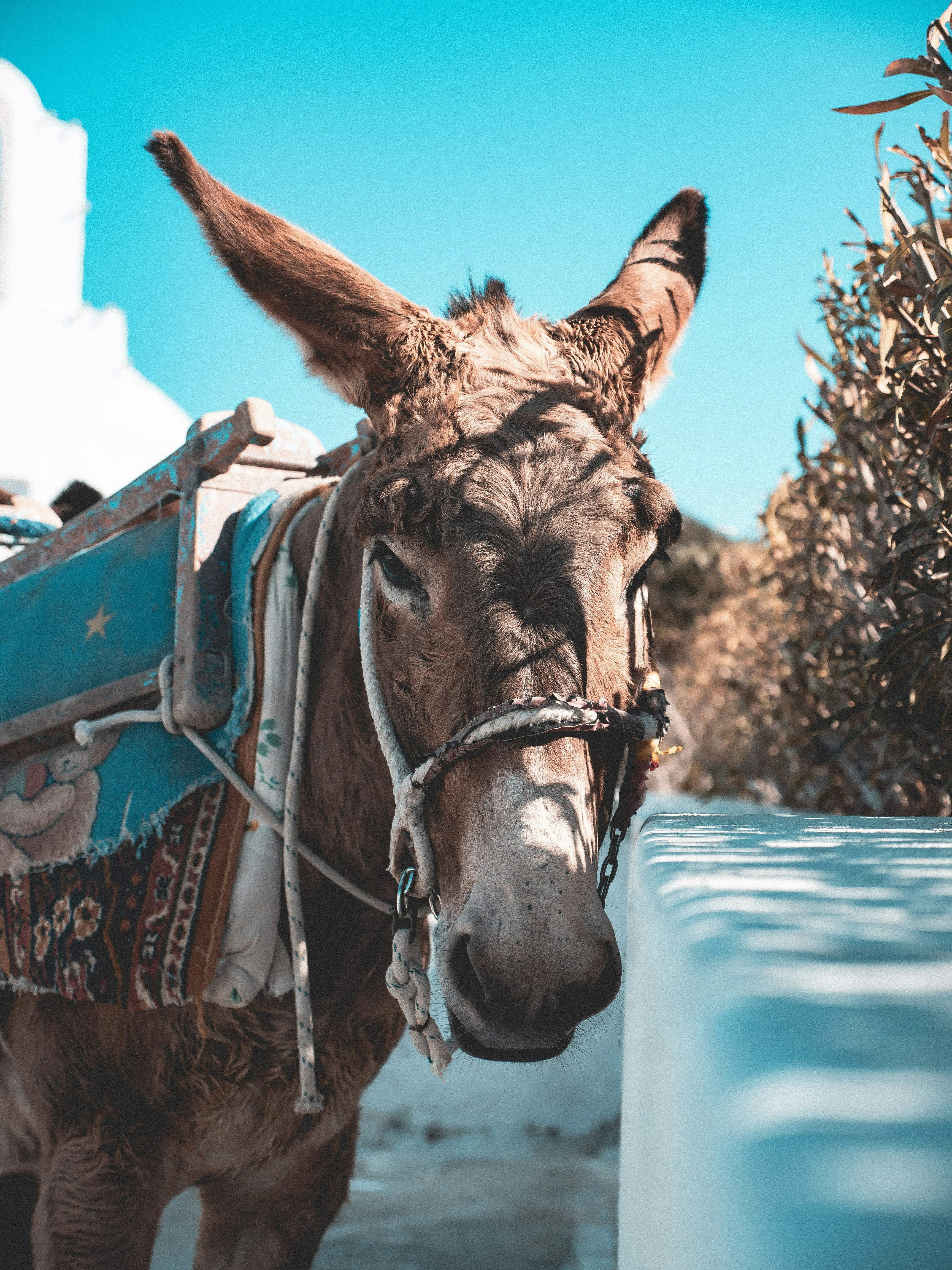 brown horse in red and blue leather horse saddle